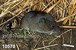 Microtus pennsylvanicus, Meadow Vole